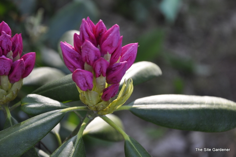 Rhododendron Helsinki University