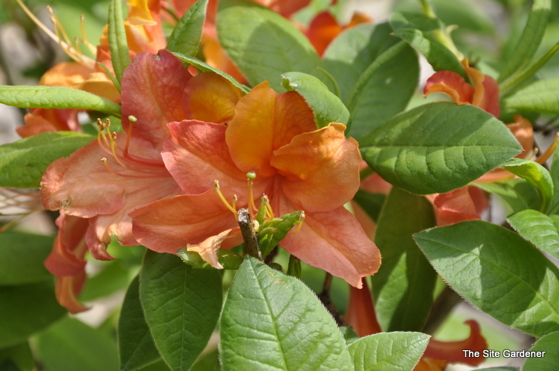 Rhododendron Hiawatha