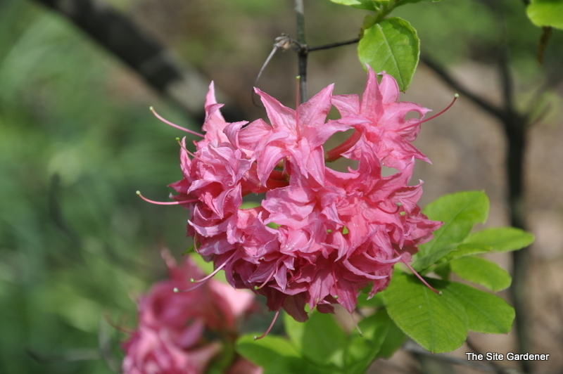 Rhododendron Hombush