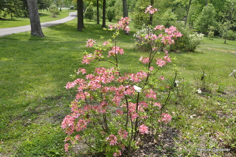 Rhododendron Honeysuckle