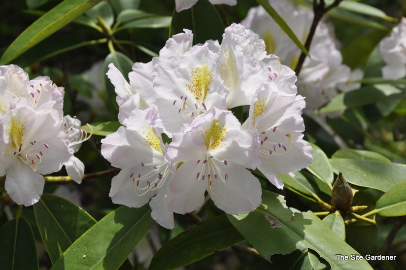 Rhododendron Ice Cube