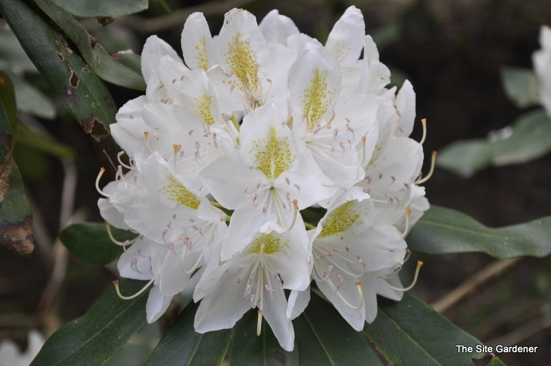 Rhododendron Joe Paterno