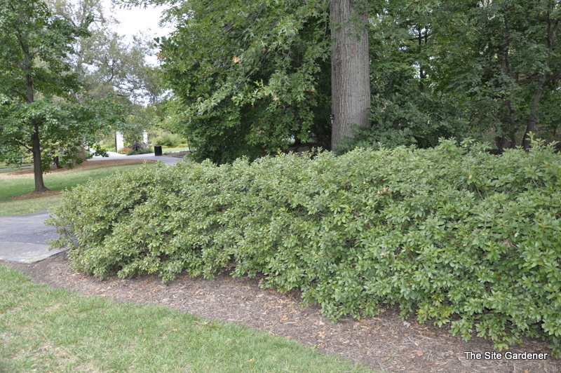 Rhododendron Kaempferi Atlanta