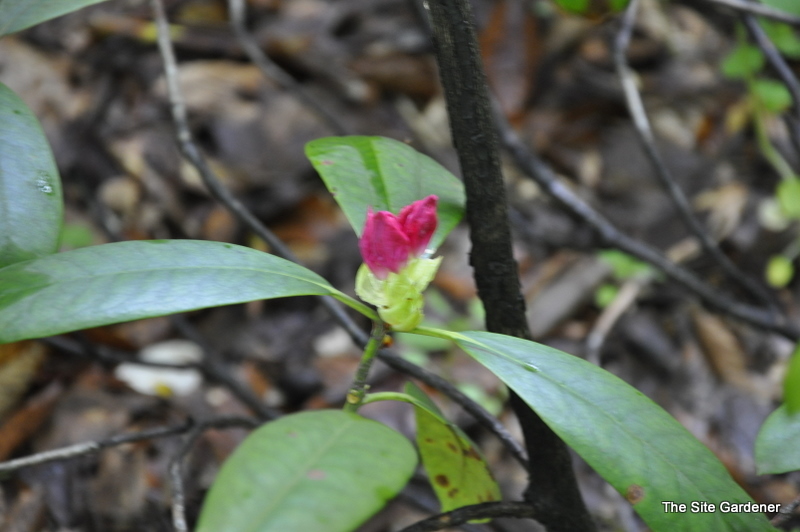 Rhododendron King Tut