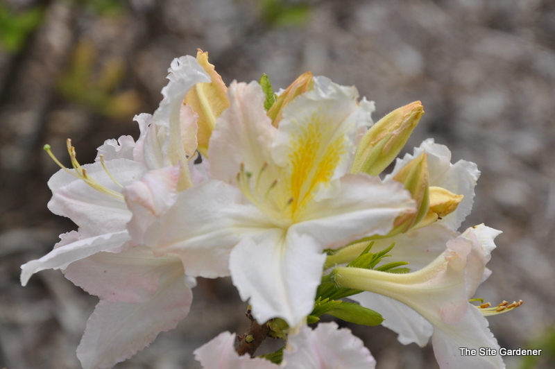 Rhododendron Knap Hill White