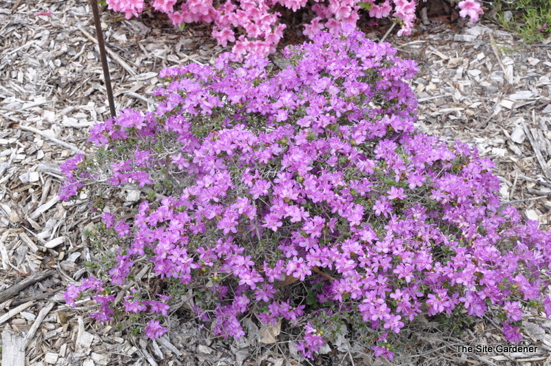 Rhododendron Kyushu Krempasky