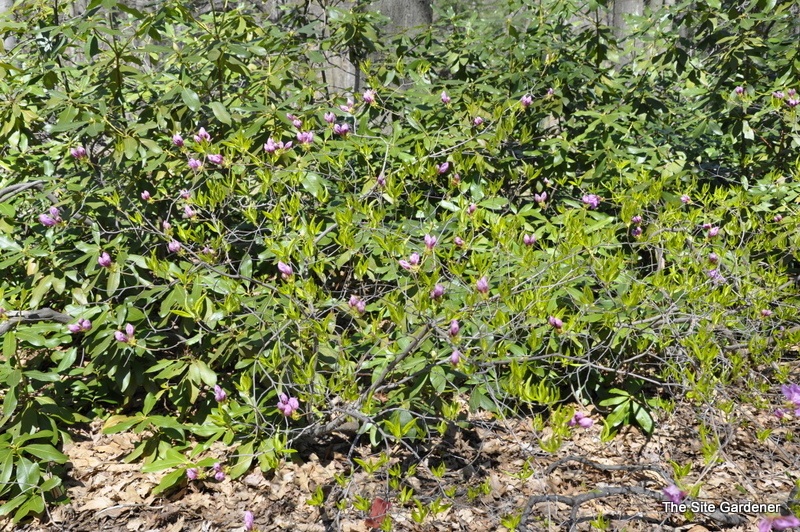 Rhododendron Laetevirens