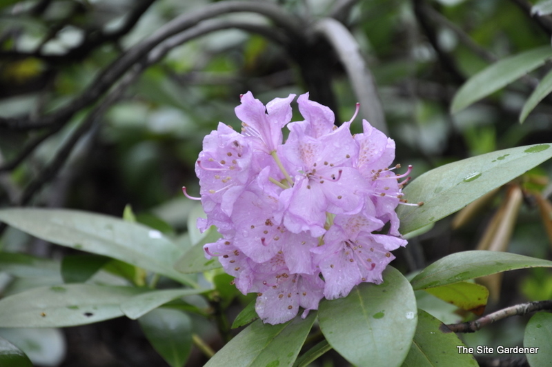 Rhododendron Lavender Queen