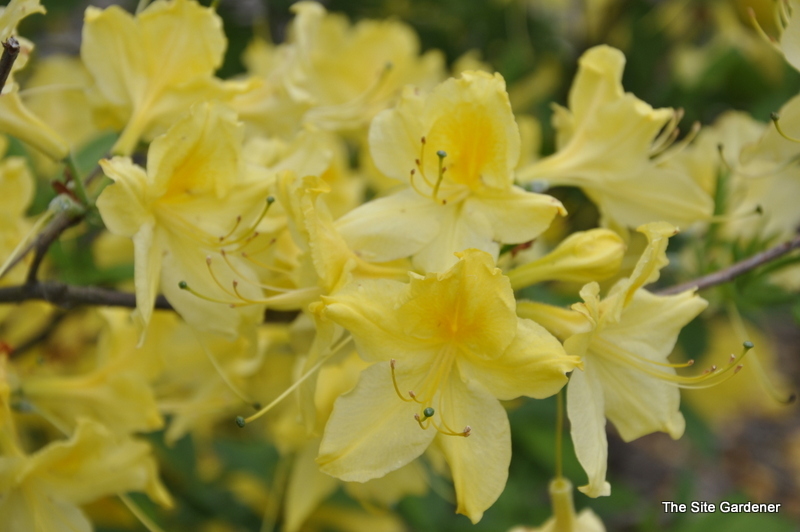 Rhododendron Lemon Lights
