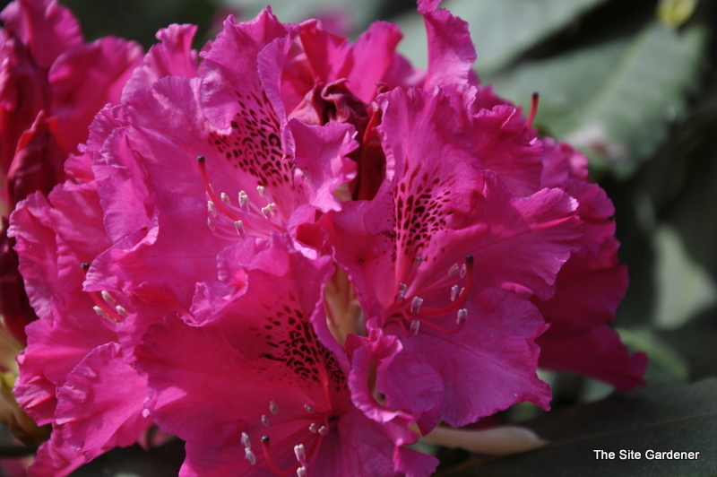 Rhododendron Low Red Frilled
