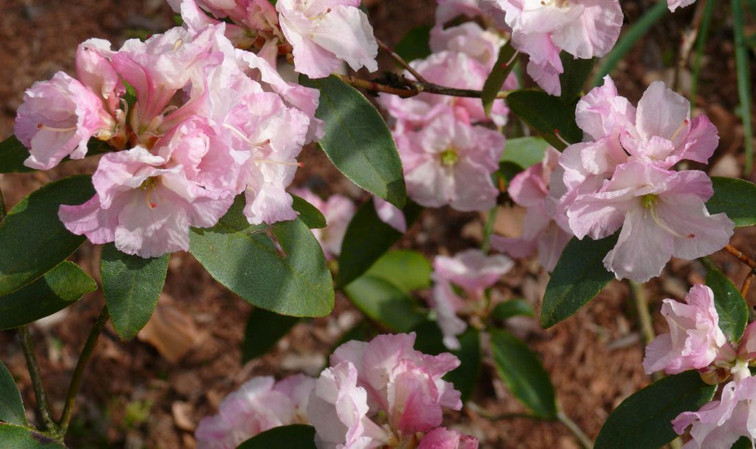 Rhododendron Malta — photo 1