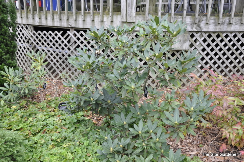 Rhododendron Maximum Rosebay