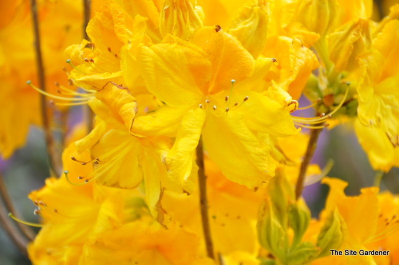 Rhododendron Melford Lemon — photo 1