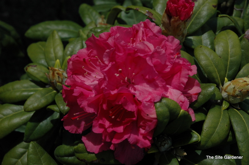Rhododendron Mikkeli — photo 1