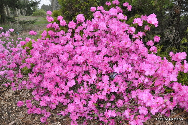 Rhododendron Milestone — photo 1