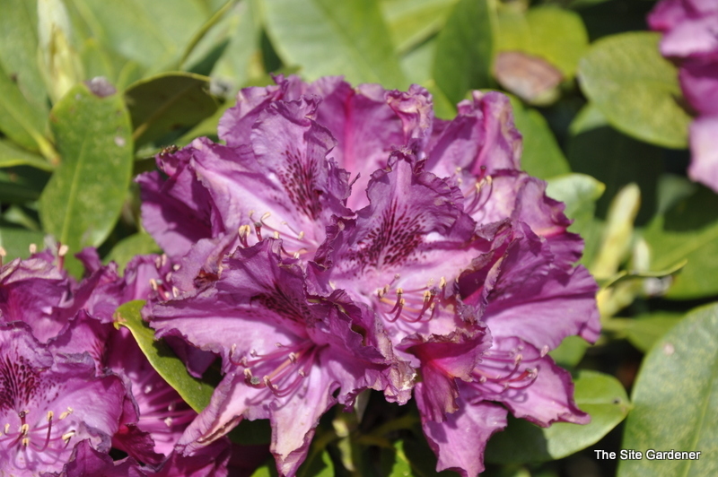Rhododendron Minnas Purple — photo 1
