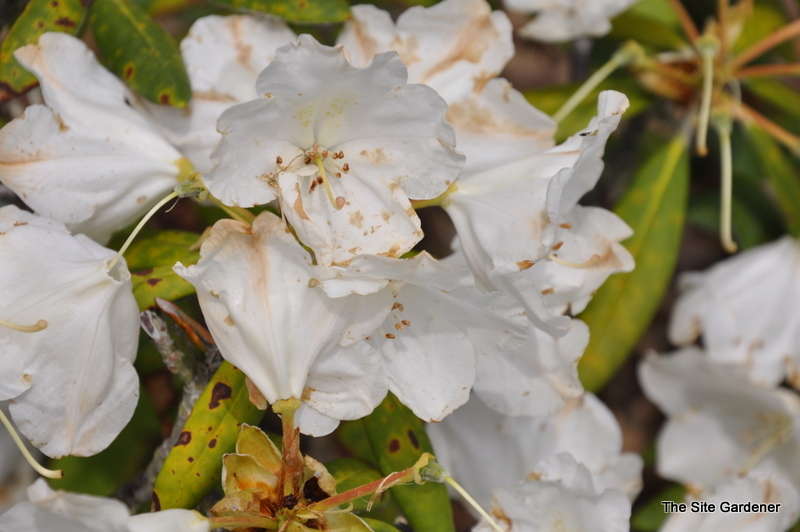 Rhododendron Mist Maiden — photo 1