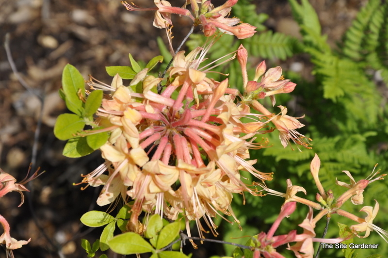 Rhododendron My Mary — photo 1