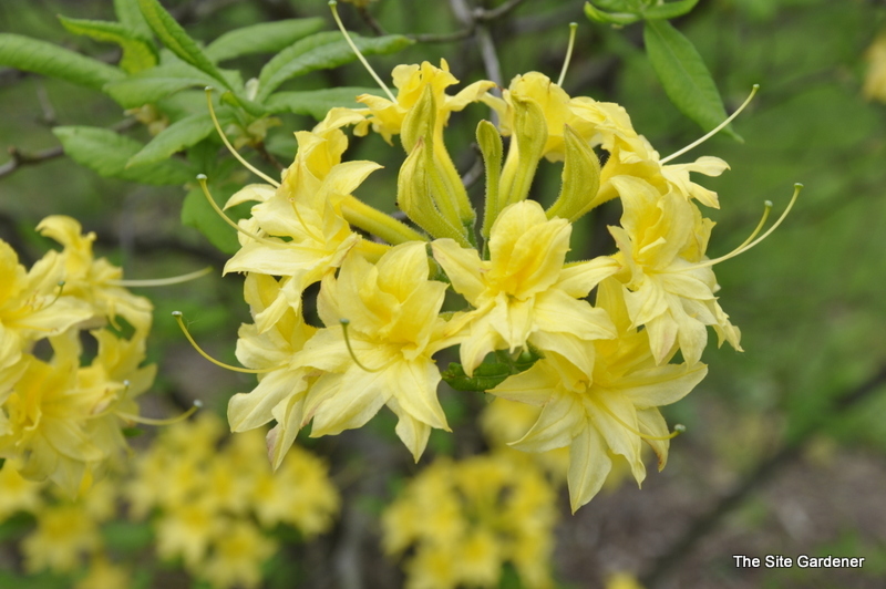 Rhododendron Narcissiflora