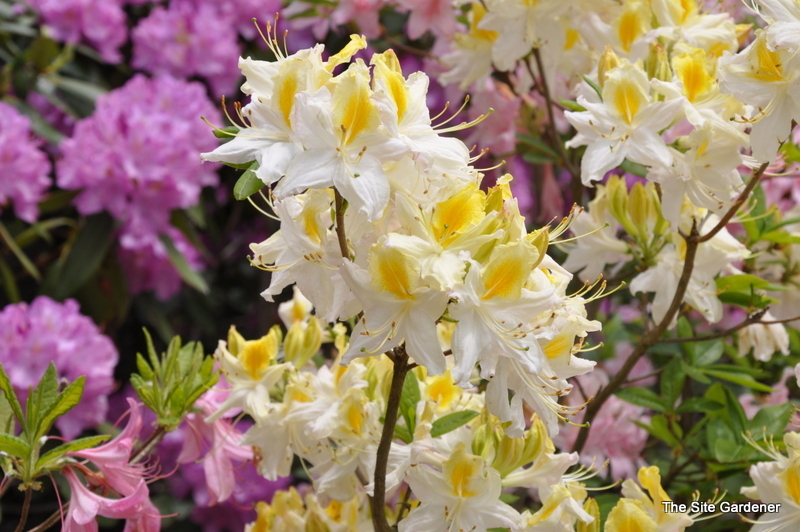 Rhododendron Northern Lights