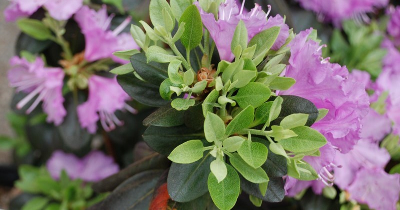 Rhododendron Northern Starburst — photo 1