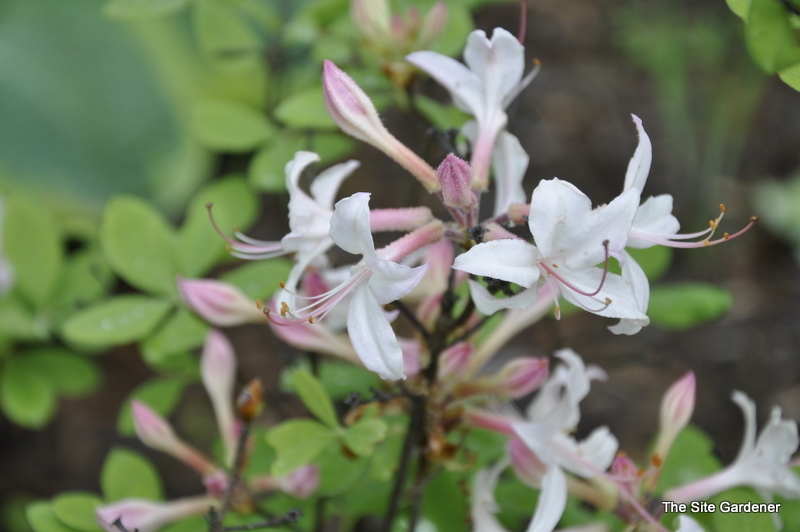 Rhododendron Atlanticum — photo 1