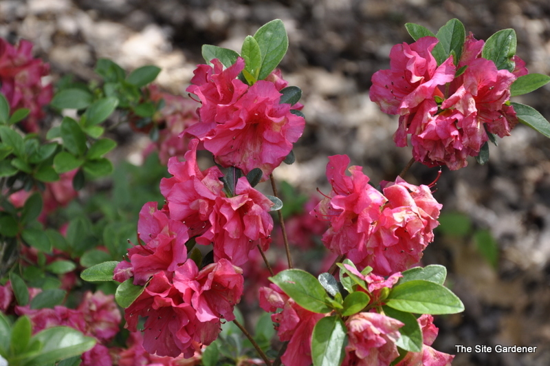 Rhododendron Pink Dawn