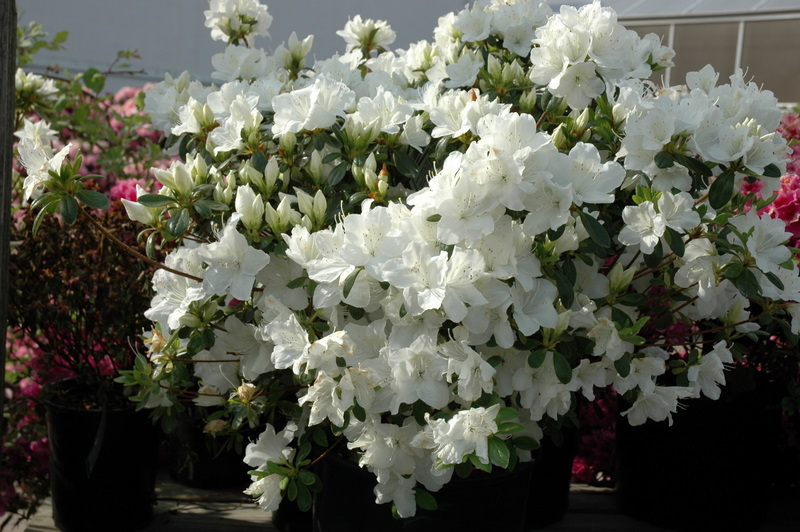 Rhododendron Pleasant White