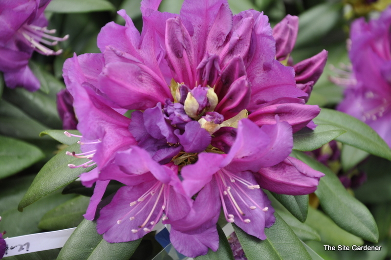 Rhododendron Purple Passion