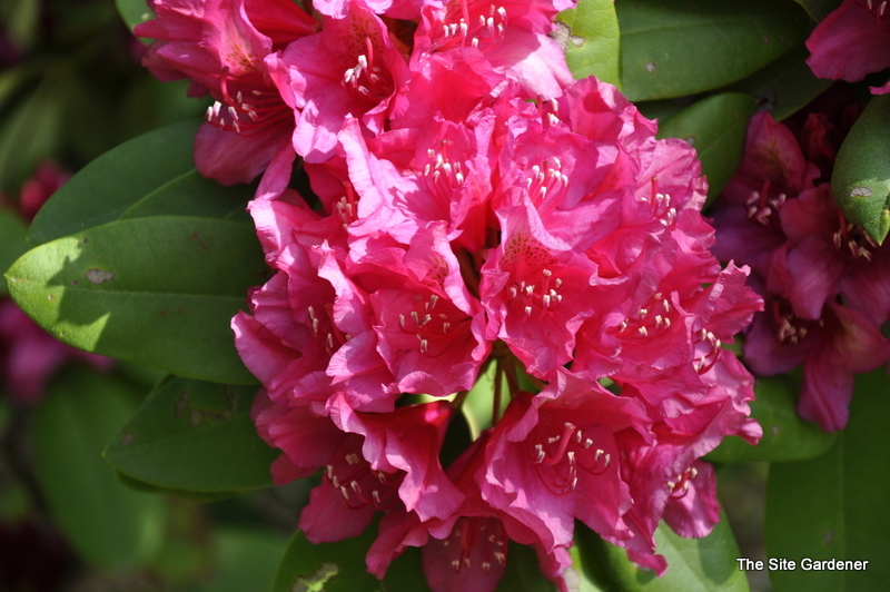 Rhododendron Redder Yet