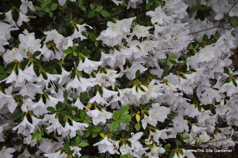 Rhododendron Rivermist — photo 1