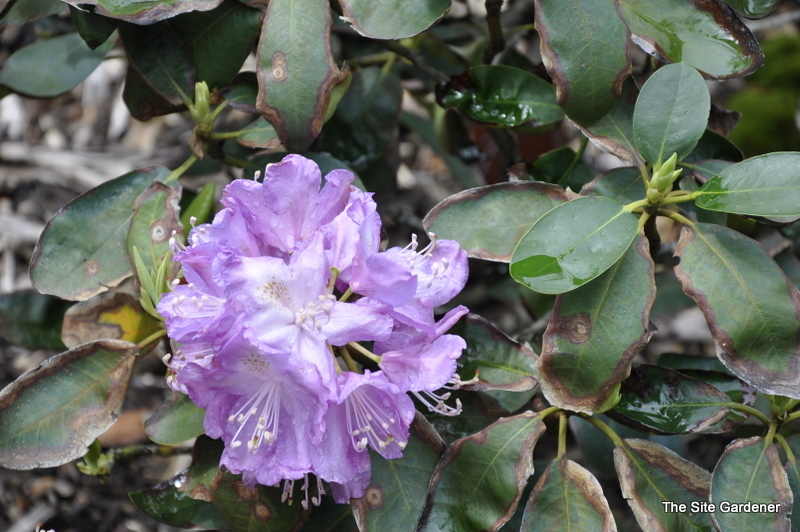 Rhododendron Roslyn