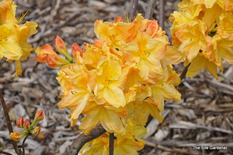 Rhododendron Sandra Marie