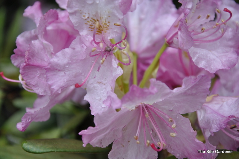Rhododendron Smirnowii — photo 1