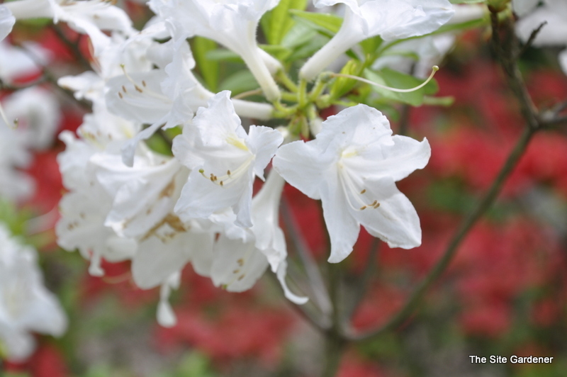 Rhododendron Snow Drift