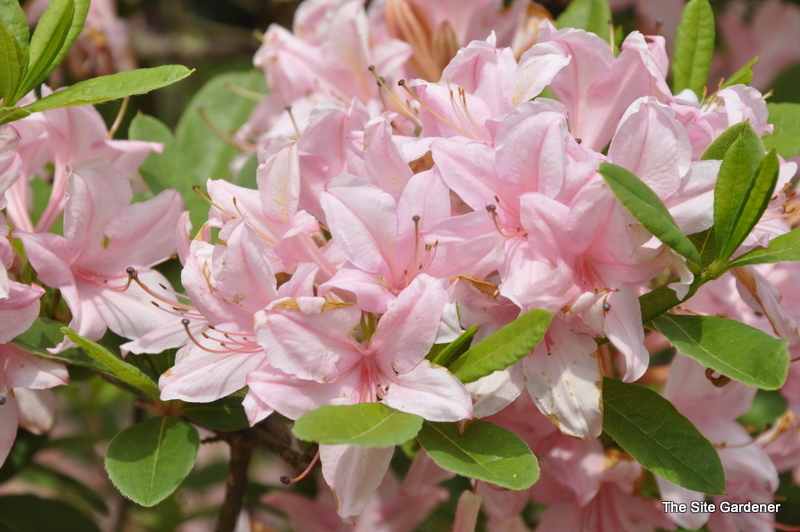 Rhododendron Soir De Paris — photo 1