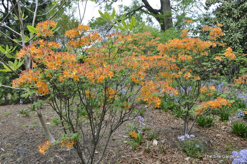 Rhododendron Sunrise — photo 1