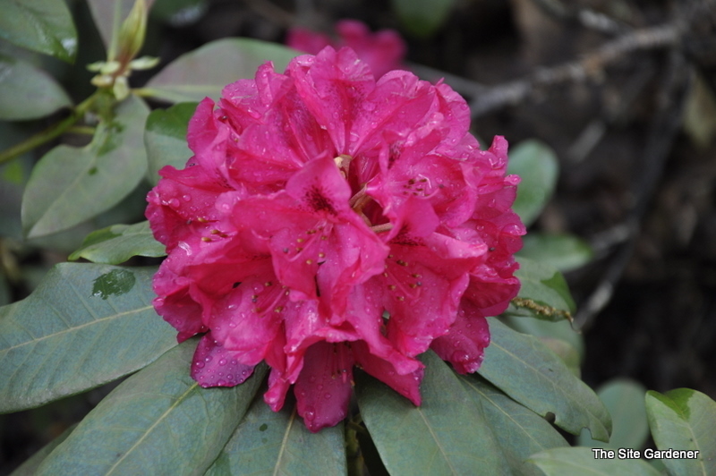 Rhododendron The General