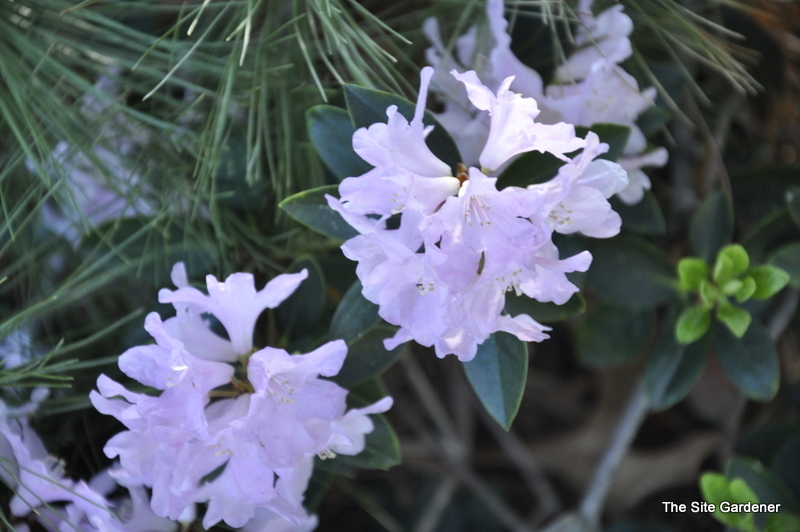 Rhododendron Tottenham — photo 1