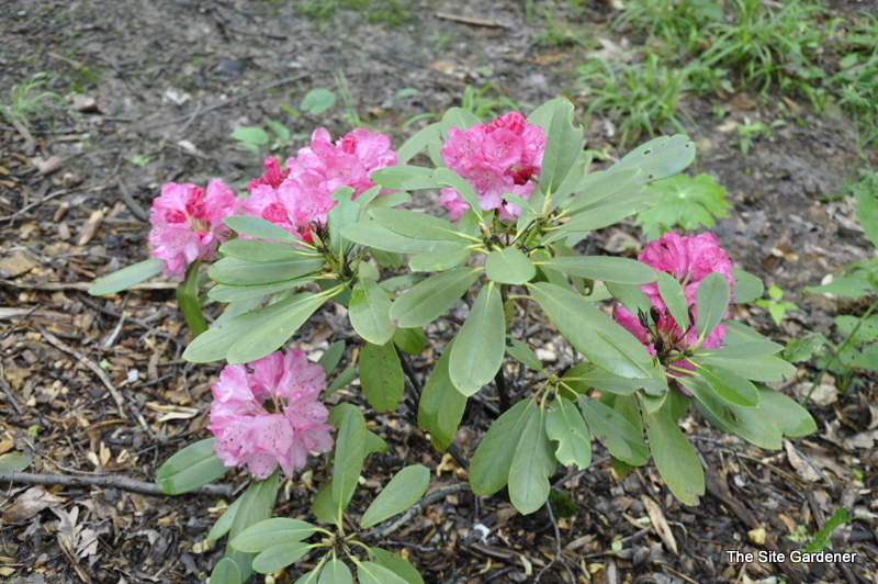 Rhododendron Trinidad — photo 1