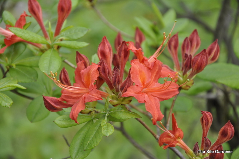 Rhododendron Tunis