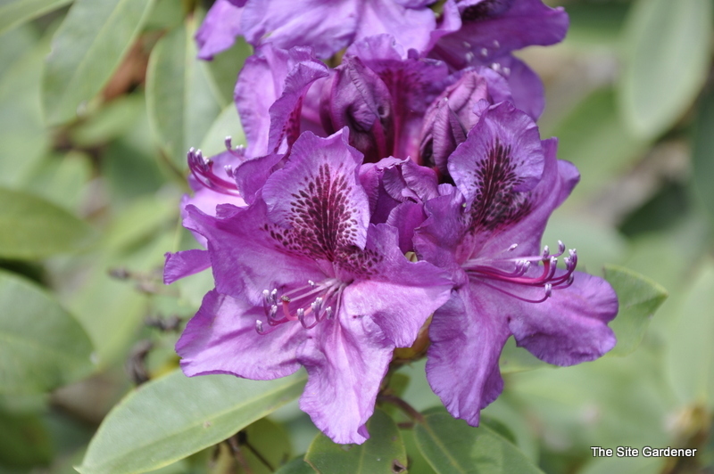 Rhododendron Vivacious