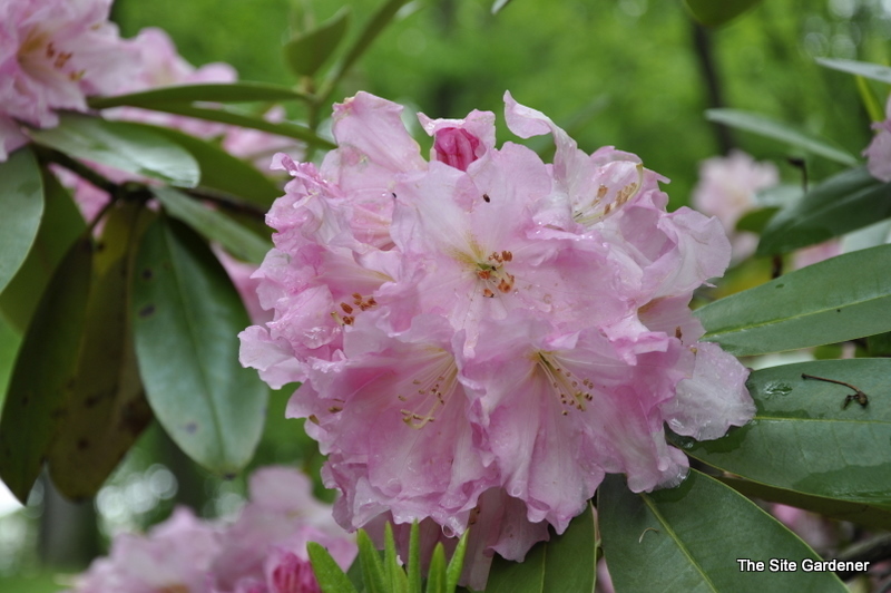 Rhododendron Wheatly — photo 1