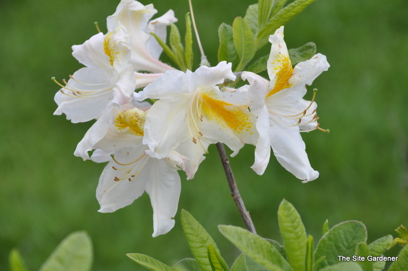 Rhododendron White Cap — photo 1