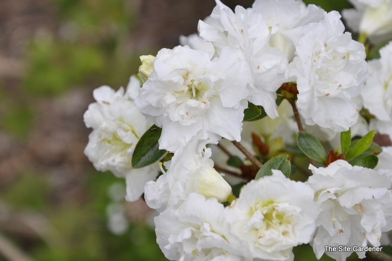 Rhododendron White Rosebud — photo 1