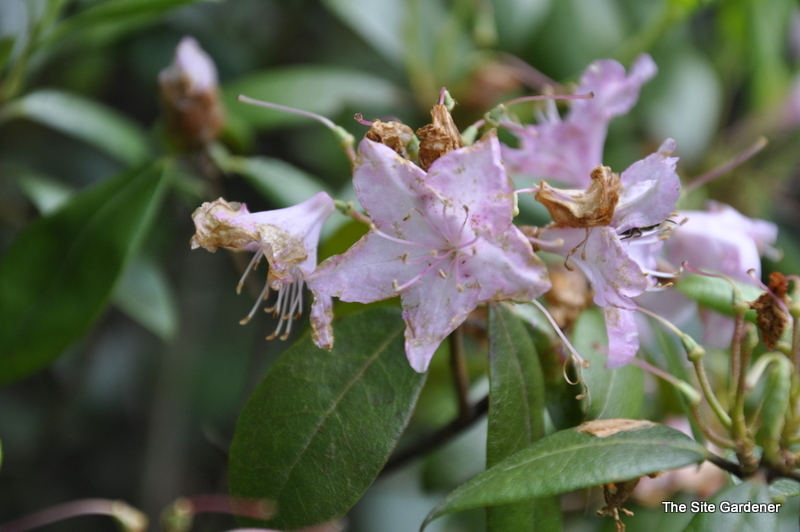 Rhododendron Windbeam — photo 1
