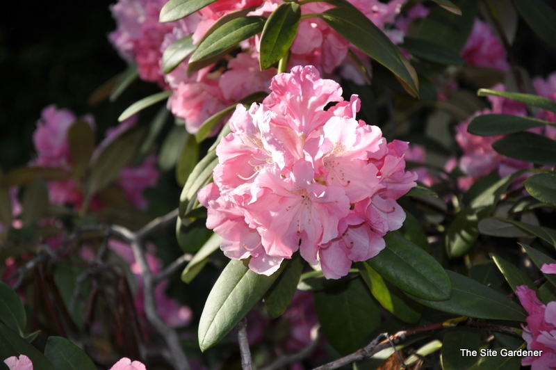 Rhododendron Yaku Duchess — photo 1