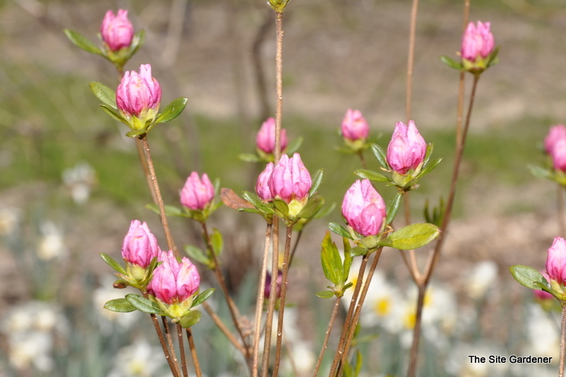 Rhododendron Yedoense Pink Discovery — photo 1