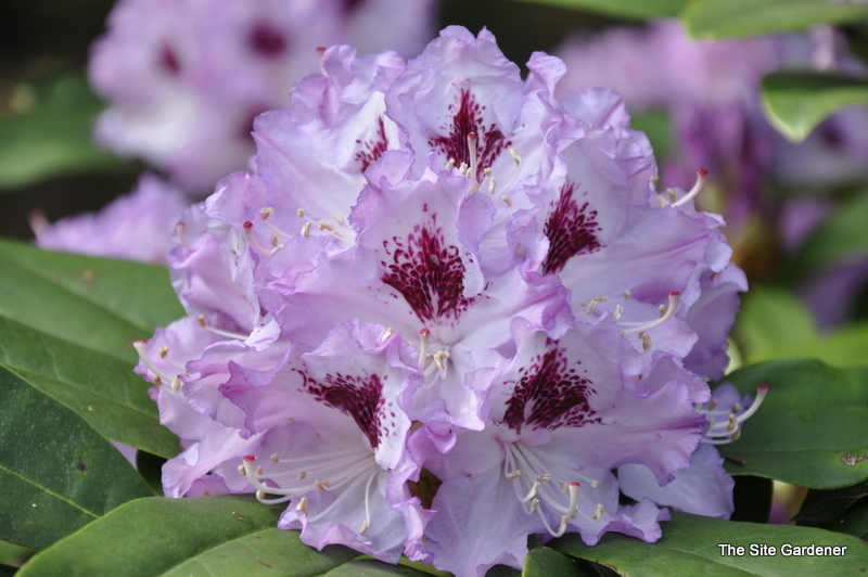 Rhododendronblue Blue Ensign — photo 1