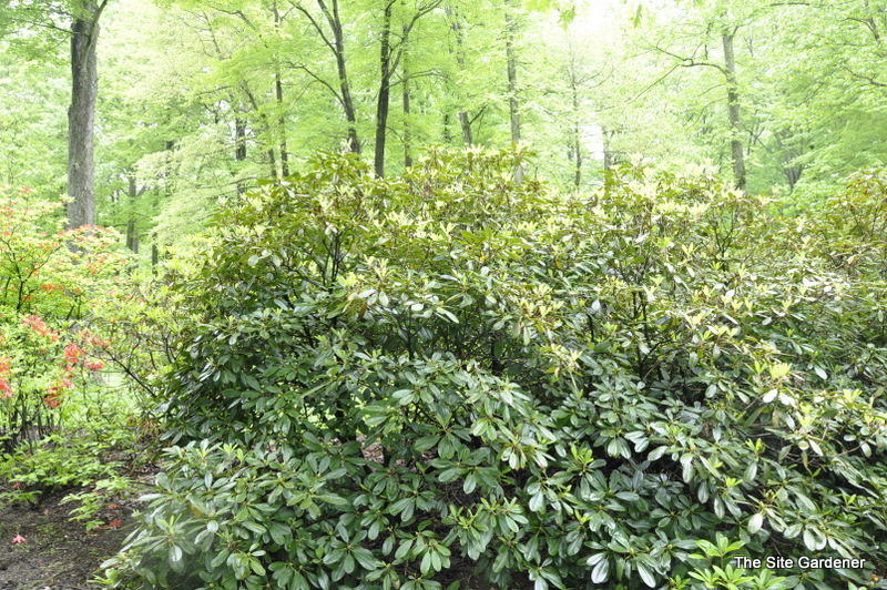 Rhododendron Judy Spillane